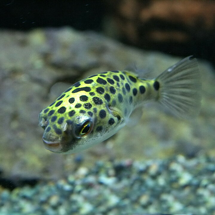 高額売筋 熱帯魚 フグ ミドリフグ 3cm 3匹 Shipsctc Org