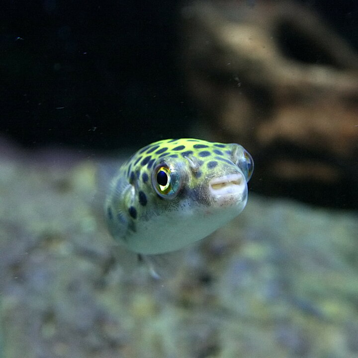 楽天市場 熱帯魚 生体 ミドリフグ 約２ ３cm １匹 水槽 熱帯魚 観賞魚 飼育 生体 通販 販売 アクアリウム あくありうむ 小型 ネオス 楽天市場店