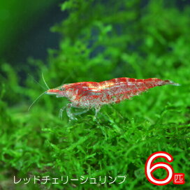 楽天市場】(熱帯魚 生体)アルビノ ディミディオクロミス 