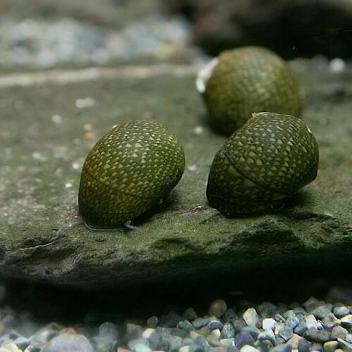 楽天市場 貝 石巻貝 ２０匹 水槽 熱帯魚 観賞魚 飼育 生体 通販 販売 アクアリウム あくありうむ 小型 ネオス 楽天市場店