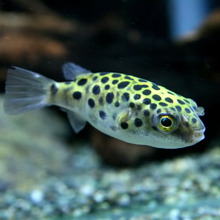 楽天市場 熱帯魚 生体 ミドリフグ 約２ ３cm ３０匹 水槽 熱帯魚 観賞魚 飼育 生体 通販 販売 アクアリウム あくありうむ ネオス 楽天市場店