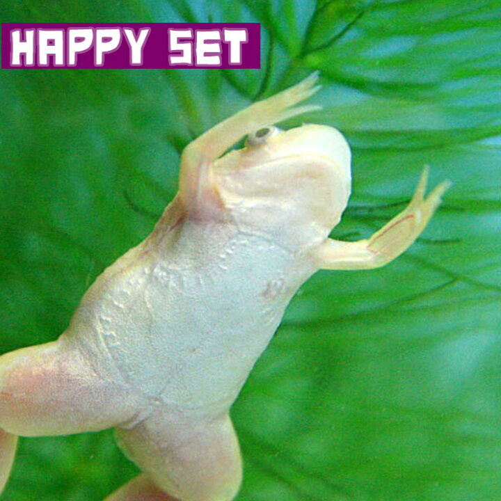 楽天市場 両生類 バリューセット アルビノアフリカツメガエル 約３ ４cm ３匹 スペシャルカラーツメガエル 約３ ４cm １匹 水槽 熱帯魚 観賞魚 飼育 生体 通販 販売 アクアリウム あくありうむ 小型 ネオス 楽天市場店