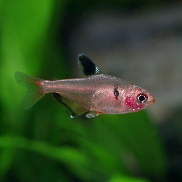 楽天市場 熱帯魚 生体 サーペテトラ 約２ ３cm ３匹 水槽 熱帯魚 観賞魚 飼育 生体 通販 販売 アクアリウム あくありうむ 小型 ネオス 楽天市場店