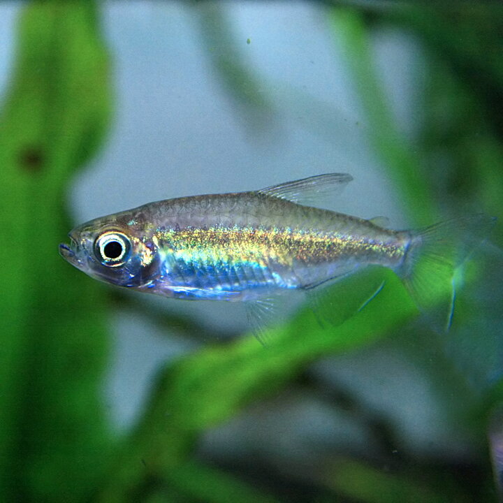楽天市場 熱帯魚 生体 コンゴーテトラ 約２ ３cm １０匹 水槽 熱帯魚 観賞魚 飼育 生体 通販 販売 アクアリウム あくありうむ 小型 ネオス 楽天市場店
