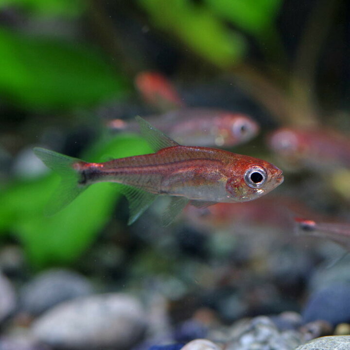 楽天市場 熱帯魚 生体 アカホタルテトラ 約２cm ５匹 水槽 熱帯魚 観賞魚 飼育 生体 通販 販売 アクアリウム あくありうむ 小型 ネオス 楽天市場店