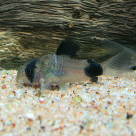 楽天市場 観賞魚 種 観賞魚 コリドラス 観賞魚の生態環境熱帯 熱帯魚 アクアリウム ペット ペットグッズ の通販