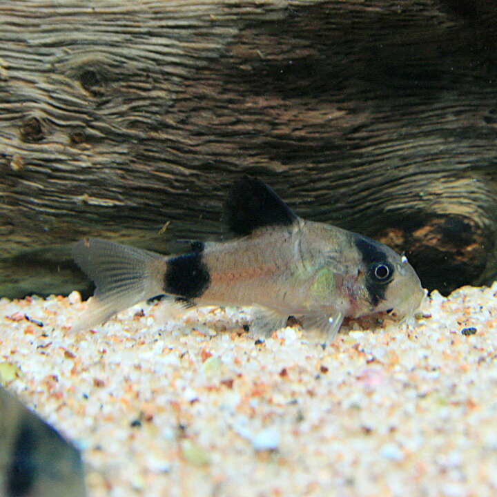 楽天市場 熱帯魚 生体 コリドラス パンダ ブリード 約２cm ３匹 水槽 熱帯魚 観賞魚 飼育 生体 通販 販売 アクアリウム あくありうむ 小型 ネオス 楽天市場店