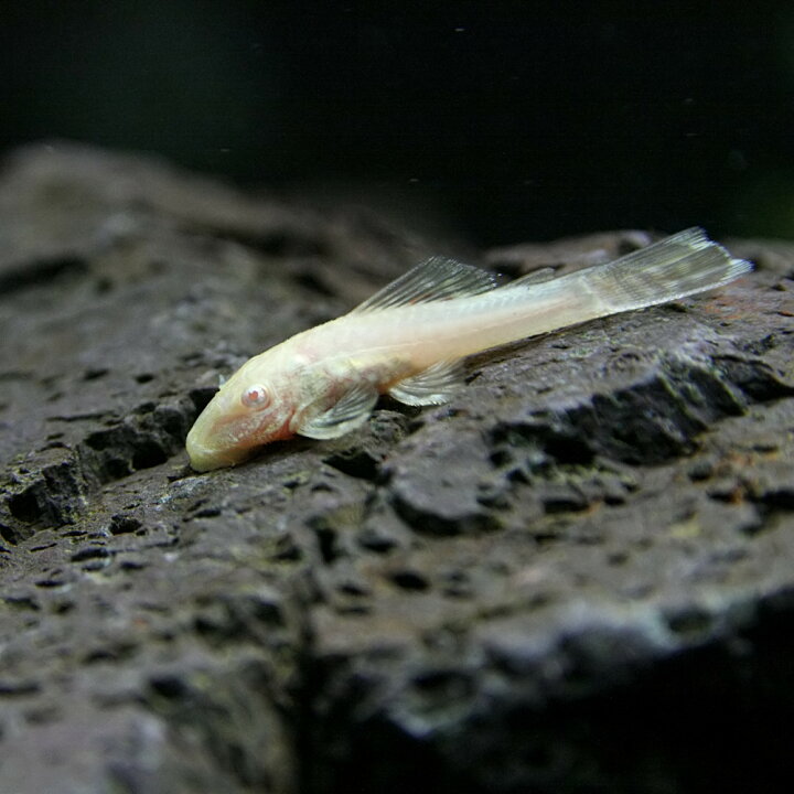 楽天市場 熱帯魚 プレコ アルビノミニブッシープレコ 約１ ２cm １匹 水槽 熱帯魚 観賞魚 飼育 生体 通販 販売 アクアリウム あくありうむ 小型 ネオス 楽天市場店