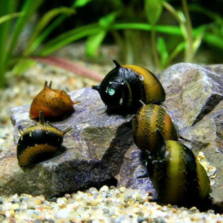 楽天市場 貝 カラーサザエ石巻貝 約１cm ３匹 水槽 熱帯魚 観賞魚 飼育 生体 通販 販売 アクアリウム あくありうむ 小型 ネオス 楽天市場店