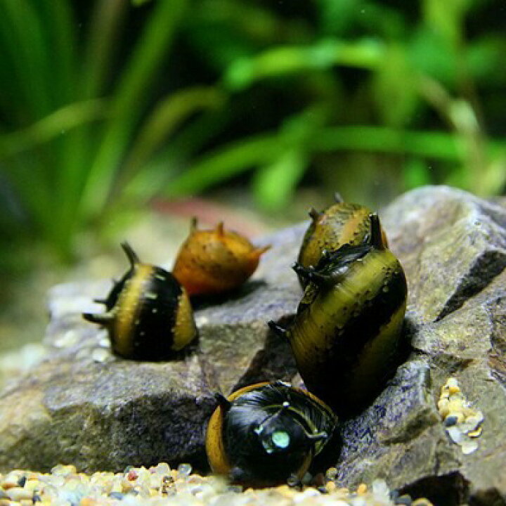 楽天市場 貝 カラーサザエ石巻貝 約１cm ３匹 水槽 熱帯魚 観賞魚 飼育 生体 通販 販売 アクアリウム あくありうむ 小型 ネオス 楽天市場店