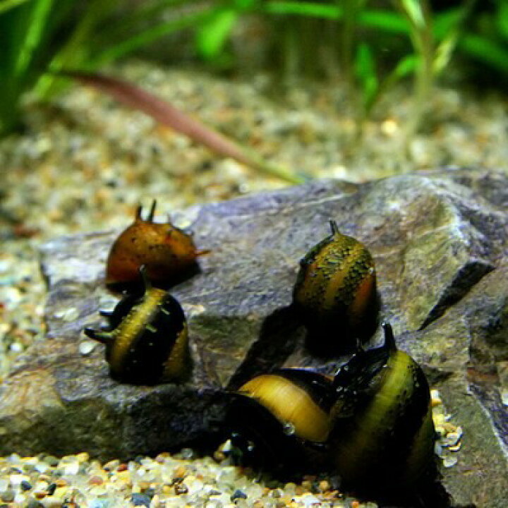 楽天市場 貝 カラーサザエ石巻貝 約１cm ３匹 水槽 熱帯魚 観賞魚 飼育 生体 通販 販売 アクアリウム あくありうむ 小型 ネオス 楽天市場店