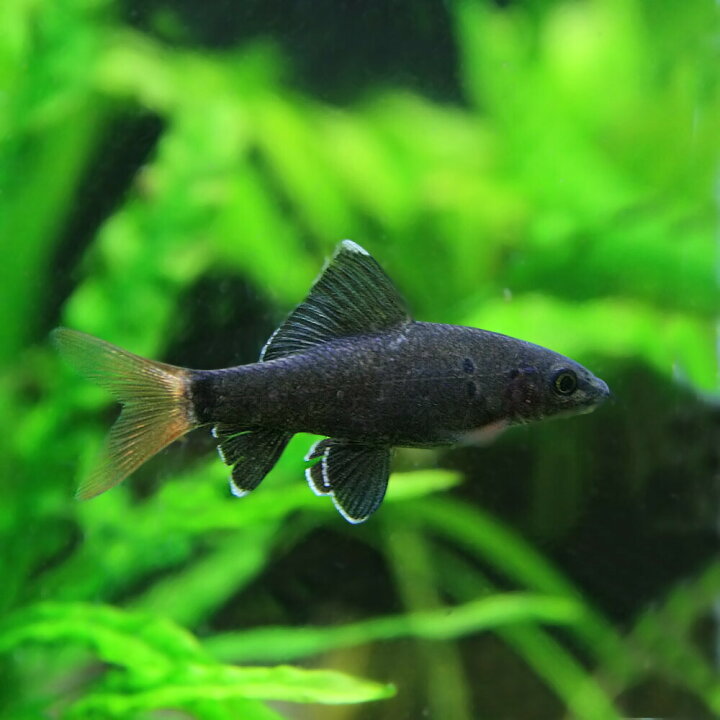 楽天市場 熱帯魚 生体 レッドテールブラックシャーク 約3 4cm 3匹 中型 水槽 熱帯魚 観賞魚 飼育 生体 通販 販売 アクアリウム あくありうむ 小型 ネオス 楽天市場店 楽天市場 熱帯魚 生体 レッドテールブラックシャーク 約3 4cm 3匹 中型 水槽 熱帯魚 観賞魚 飼育 生体 通販 販売 アクアリウム あくありうむ 小型 ネオス 楽天市場店