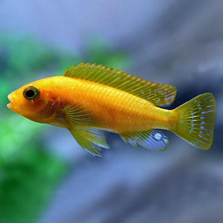 71 Off 熱帯魚 アフリカンシクリッド ゴールデンゼブラシクリッド 3cm 2匹 Shipsctc Org