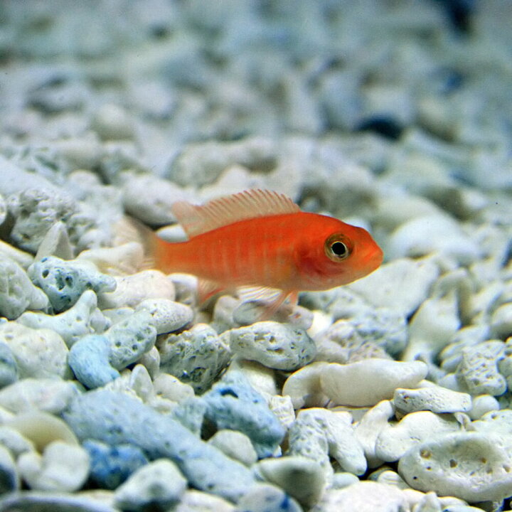 在庫処分 熱帯魚 アフリカンシクリッド ゴールデンゼブラシクリッド 3cm 1匹 Shipsctc Org 在庫処分 熱帯魚 アフリカンシクリッド ゴールデンゼブラシクリッド 3cm 1匹 Shipsctc Org
