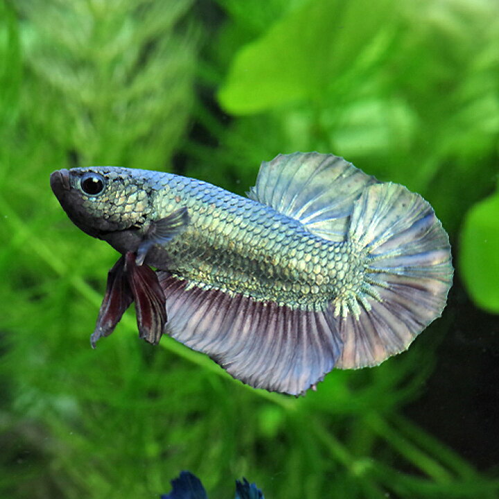 楽天市場 熱帯魚 生体 ベタ メタリカ オス 色おまかせ 約4cm １匹 水槽 熱帯魚 観賞魚 飼育 生体 通販 販売 アクアリウム あくありうむ 小型 ネオス 楽天市場店