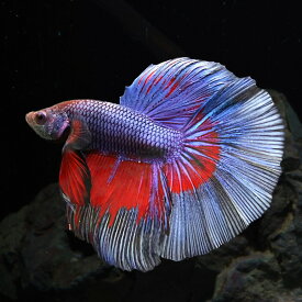 (熱帯魚 ベタ)美個体セレクト　ベタ　ハーフムーン　オス ♂　（約5cm）（1匹）色おまかせ