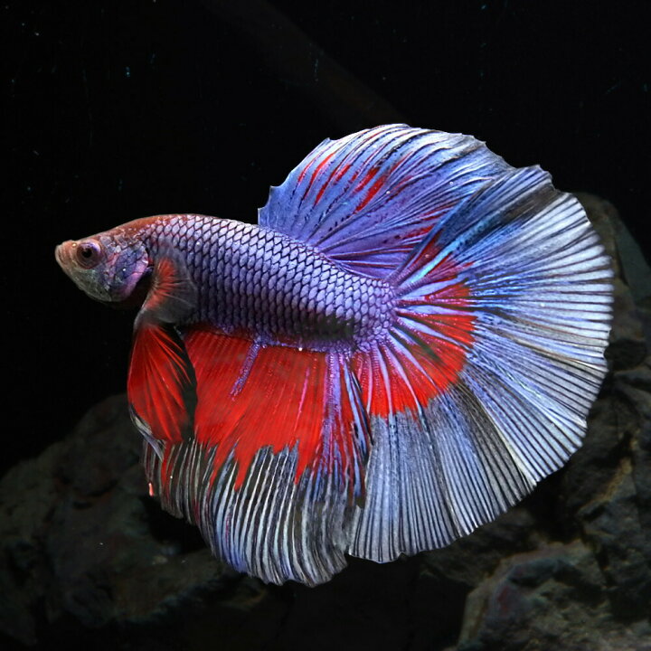 楽天市場 熱帯魚 生体 美個体セレクト ベタ ハーフムーン オス 約５cm １匹 色おまかせ 美しい熱帯魚 ベタ 生体 熱帯魚 ベタ ハーフムーン ベタ 水槽 熱帯魚 観賞魚 飼育 生体 通販 販売 アクアリウム あくありうむ 小型 ネオス 楽天