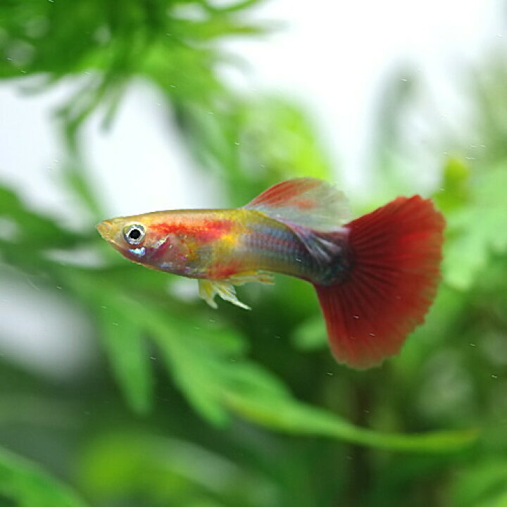 楽天市場 熱帯魚 生体 ブロンズグッピー 外国産 約３cm ３ペア 水槽 熱帯魚 観賞魚 飼育 生体 通販 販売 アクアリウム あくありうむ 小型 ネオス 楽天市場店