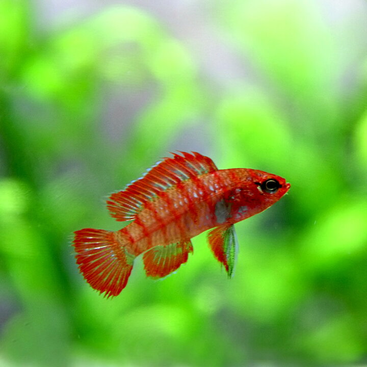 定番のお歳暮 淡水魚 スカーレットジェム 10匹 サンプル画像 1cm 熱帯魚 Shipsctc Org 定番のお歳暮 淡水魚 スカーレットジェム 10匹 サンプル画像 1cm 熱帯魚 Shipsctc Org