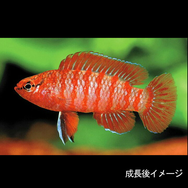 楽天市場 熱帯魚 スカーレットジェム 約1 5cm 4匹 水槽 熱帯魚 観賞魚 飼育 生体 通販 販売 アクアリウム あくありうむ 小型 ネオス 楽天市場店 楽天市場 熱帯魚 スカーレットジェム 約1 5cm 4匹 水槽 熱帯魚 観賞魚 飼育 生体 通販 販売 アクアリウム あくありうむ 小型 ネオス 楽天市場店