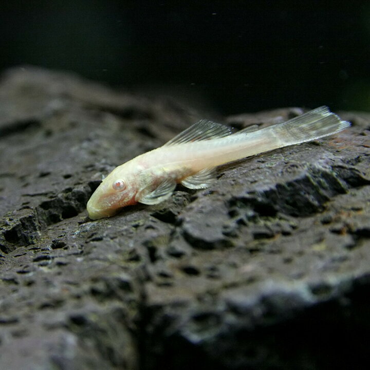 楽天市場 熱帯魚 プレコ アルビノミニブッシープレコ 約１ ２cm ３匹 水槽 熱帯魚 観賞魚 飼育 生体 通販 販売 アクアリウム あくありうむ 小型 ネオス 楽天市場店