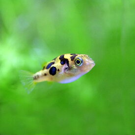 (熱帯魚 生体)アベニーパファー　（約1-1.5cm）（2匹）【水槽/熱帯魚/観賞魚/飼育】【生体】【通販/販売】【アクアリウム/あくありうむ】【小型】