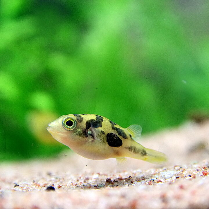 楽天市場 熱帯魚 生体 アベニーパファー 約１ １ ５cm 2匹 水槽 熱帯魚 観賞魚 飼育 生体 通販 販売 アクアリウム あくありうむ 小型 ネオス 楽天市場店