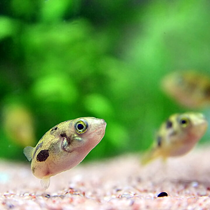楽天市場 熱帯魚 生体 アベニーパファー 約１ １ ５cm 2匹 水槽 熱帯魚 観賞魚 飼育 生体 通販 販売 アクアリウム あくありうむ 小型 ネオス 楽天市場店