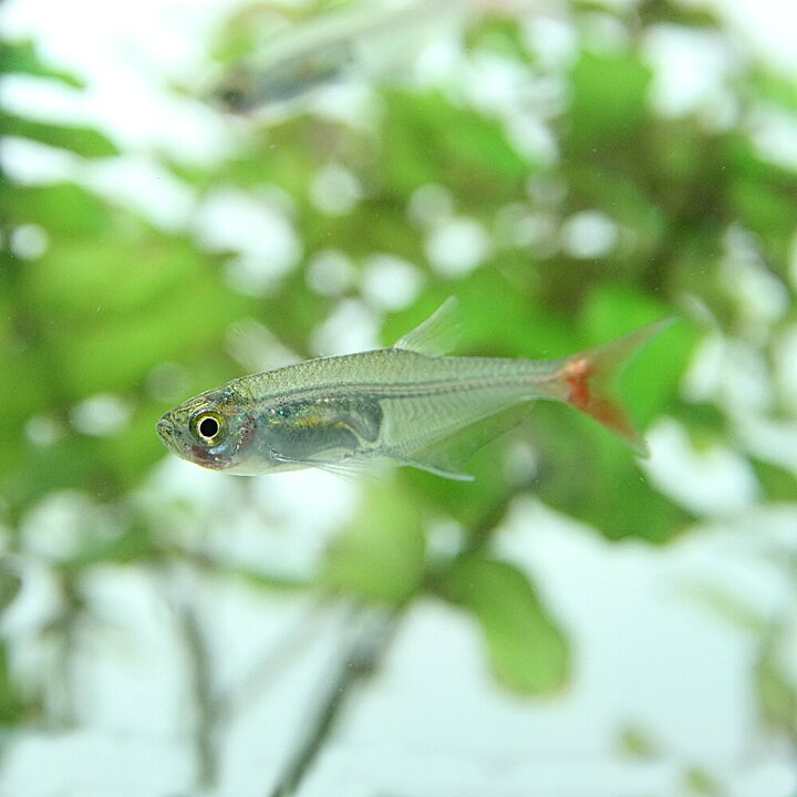 楽天市場 熱帯魚 生体 グラスブラッドフィン 約３cm ５匹 水槽 熱帯魚 観賞魚 飼育 生体 通販 販売 アクアリウム あくありうむ 小型 ネオス 楽天市場店
