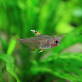 (熱帯魚 生体)ホワイトフィンロージーテトラ　（約3cm）（3匹）【水槽/熱帯魚/観賞魚/飼育】【生体】【通販/販売】【アクアリウム/あくありうむ】【小型】