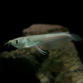 (熱帯魚 生体)シルバーアロワナ（ベビー）　（Sサイズ　6-7cm）（1匹）【水槽/熱帯魚/観賞魚/飼育】【生体】【通販/販売】【アクアリウム/あくありうむ】【小型】【再入荷】