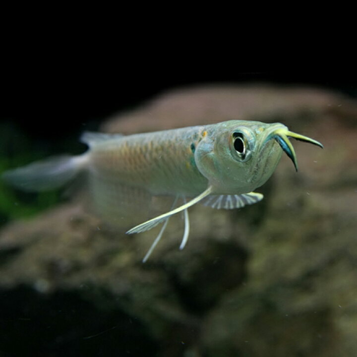 楽天市場 熱帯魚 生体 シルバーアロワナ ベビー ｓサイズ ６ ７cm １匹 水槽 熱帯魚 観賞魚 飼育 生体 通販 販売 アクアリウム あくありうむ 小型 再入荷 ネオス 楽天市場店