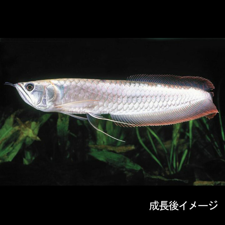 楽天市場 熱帯魚 生体 シルバーアロワナ ｓサイズ ６ ７cm ベビー １匹 水槽 熱帯魚 観賞魚 飼育 生体 通販 販売 アクアリウム あくありうむ 小型 再入荷 ネオス 楽天市場店