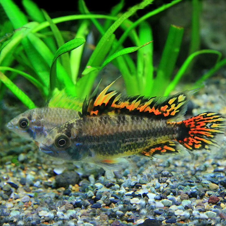 楽天市場 熱帯魚 生体 アピスト カカトオイデス スーパーレッド 約４cm １ペア 水槽 熱帯魚 観賞魚 飼育 生体 通販 販売 アクアリウム あくありうむ 小型 ネオス 楽天市場店