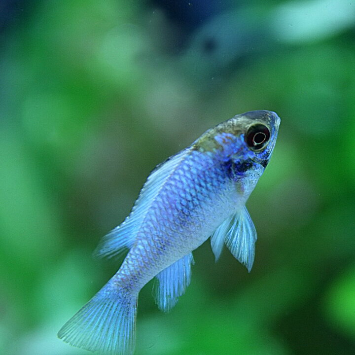 楽天市場 熱帯魚 コバルトブルーラミレジィ 約２ ３cm １匹 美しい熱帯魚 水槽 熱帯魚 観賞魚 飼育 生体 通販 販売 アクアリウム あくありうむ 小型 ネオス 楽天市場店