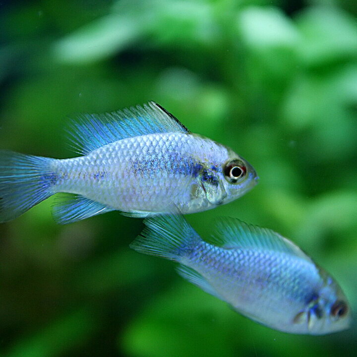 楽天市場 熱帯魚 コバルトブルーラミレジィ 約２ ３cm １匹 美しい熱帯魚 水槽 熱帯魚 観賞魚 飼育 生体 通販 販売 アクアリウム あくありうむ 小型 ネオス 楽天市場店