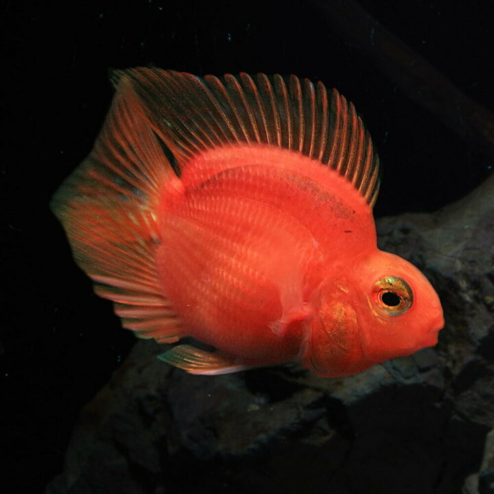 楽天市場 熱帯魚 生体 パープルパロットファイヤー 約６cm １匹 水槽 熱帯魚 観賞魚 飼育 生体 通販 販売 アクアリウム あくありうむ ネオス 楽天市場店