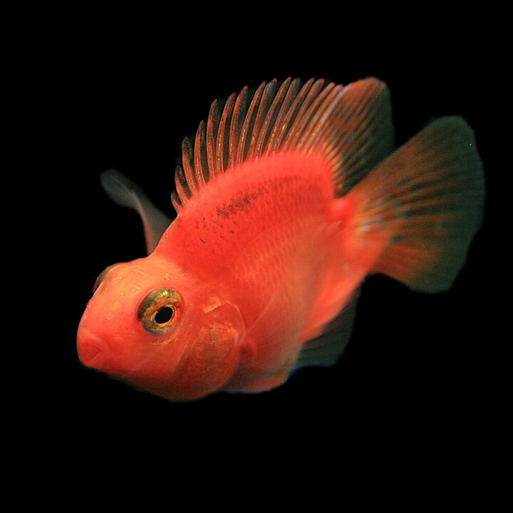 楽天市場 熱帯魚 生体 パープルパロットファイヤー 約６cm １匹 水槽 熱帯魚 観賞魚 飼育 生体 通販 販売 アクアリウム あくありうむ ネオス 楽天市場店