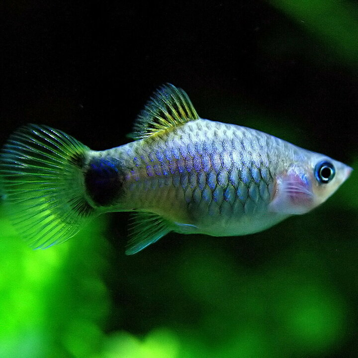 楽天市場 熱帯魚 生体 ブルー ミッキーマウスプラティ 約３ ３ ５cm ６匹 水槽 熱帯魚 観賞魚 飼育 生体 通販 販売 アクアリウム あくありうむ 小型 ネオス 楽天市場店