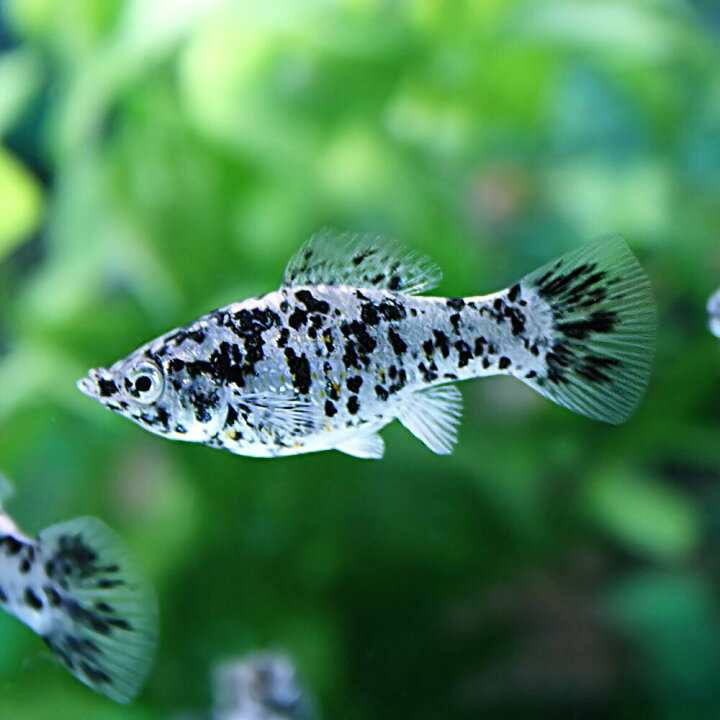 楽天市場 熱帯魚 生体 ダルメシアンモーリー 約４cm ４匹 Tropical Fish 水槽 熱帯魚 観賞魚 飼育 生体 通販 販売 アクアリウム あくありうむ 小型 ネオス 楽天市場店