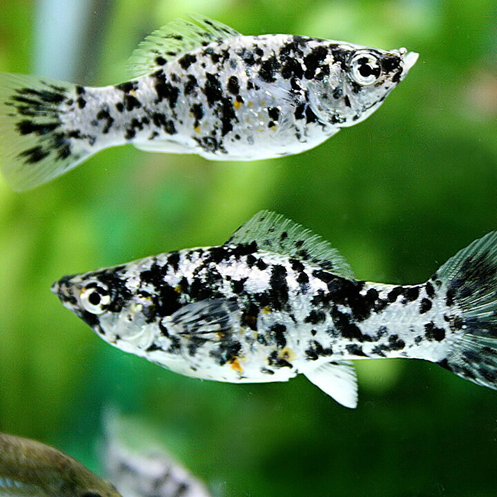 楽天市場 熱帯魚 生体 ダルメシアンモーリー 約４cm ４匹 Tropical Fish 水槽 熱帯魚 観賞魚 飼育 生体 通販 販売 アクアリウム あくありうむ 小型 ネオス 楽天市場店