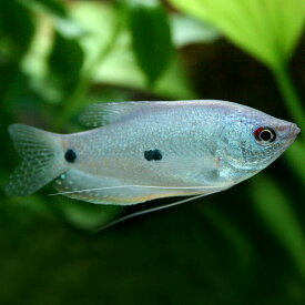 (熱帯魚 生体)スリースポットグラミー　（ブルーグラミー）　（約5cm）（3匹）