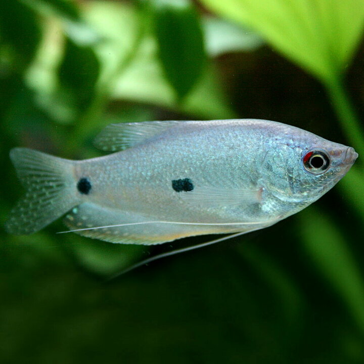楽天市場 熱帯魚 生体 スリースポットグラミー ブルーグラミー 約４cm ３匹 水槽 熱帯魚 観賞魚 飼育 生体 通販 販売 アクアリウム あくありうむ 小型 ネオス 楽天市場店