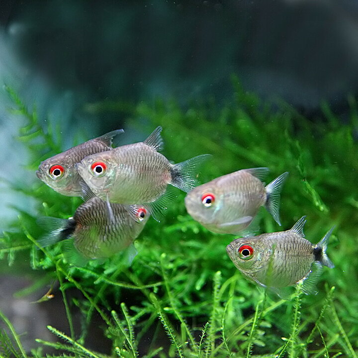 楽天市場 熱帯魚 生体 バルーンモンクホーシャ 約３cm ５匹 水槽 熱帯魚 観賞魚 飼育 生体 通販 販売 アクアリウム あくありうむ 小型 ネオス 楽天市場店