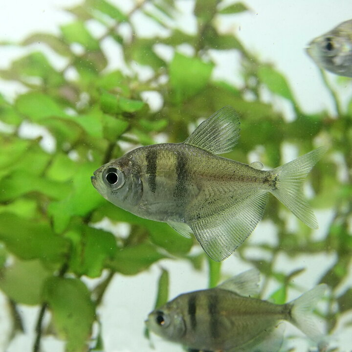 楽天市場 熱帯魚 生体 ブラックテトラ 約２cm ３匹 水槽 熱帯魚 観賞魚 飼育 生体 通販 販売 アクアリウム あくありうむ 小型 ネオス 楽天市場店
