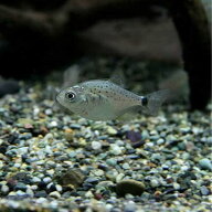 (熱帯魚 生体)( オススメ)ピラニアナッテリー　（約1.5-4cm）（5匹）【水槽/熱帯魚/観賞魚/飼育】【生体…