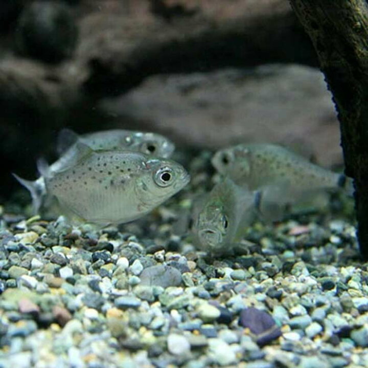 楽天市場 熱帯魚 生体 ピラニアナッテリー 約１ ５ ４cm １匹 水槽 熱帯魚 観賞魚 飼育 生体 通販 販売 アクアリウム あくありうむ 小型 ネオス 楽天市場店