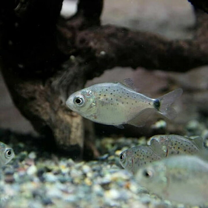 楽天市場 熱帯魚 生体 オススメ ピラニアナッテリー 約１ ５ ４cm ５０匹 水槽 熱帯魚 観賞魚 飼育 生体 通販 販売 アクアリウム あくありうむ 小型 ネオス 楽天市場店