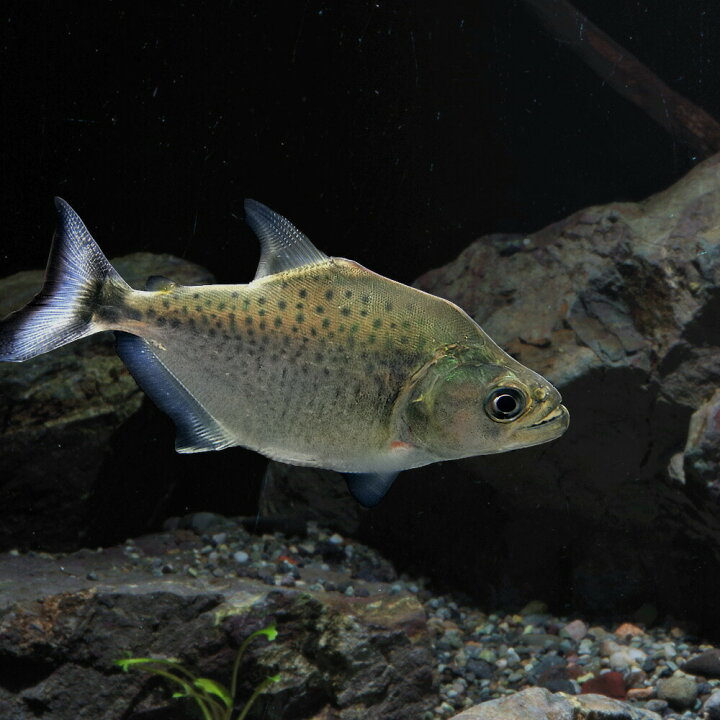 楽天市場 熱帯魚 生体 ブラックピラニア ナナイ産 約８cm １匹 水槽 熱帯魚 観賞魚 飼育 生体 通販 販売 アクアリウム あくありうむ ネオス 楽天市場店