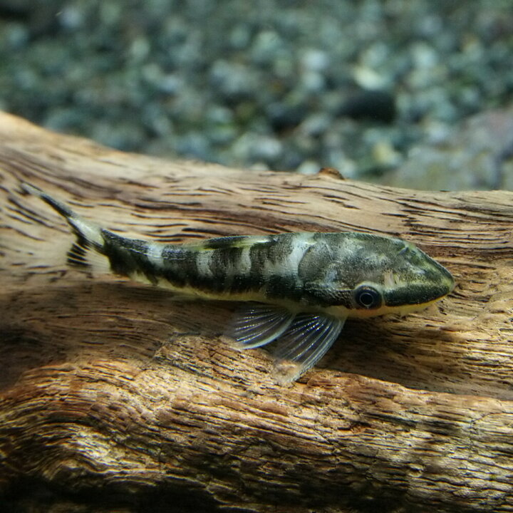 楽天市場 熱帯魚 生体 ニューゼブラオトシン 約3cm 1匹 水槽 熱帯魚 観賞魚 飼育 生体 通販 販売 アクアリウム あくありうむ 小型 ネオス 楽天市場店 楽天市場 熱帯魚 生体 ニューゼブラオトシン 約3cm 1匹 水槽 熱帯魚 観賞魚 飼育 生体 通販 販売 アクアリウム あくありうむ 小型 ネオス 楽天市場店